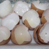 Vajcové škrupinky (fotonávod)