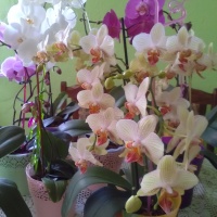 Aby orchidea krásne kvitla