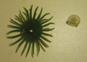 Ako som vyrobila magnetky z kytice slnečníc (fotopostup) - obrázok 4
