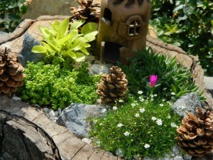 Mini záhrada v starom orechovom pni - obrázok 3