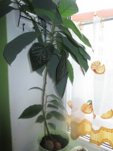 Avokádo, ako  izbová okrasná rastlina (fotopostup) - obrázok 4