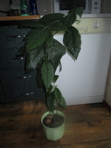 Avokádo, ako  izbová okrasná rastlina (fotopostup) - obrázok 5