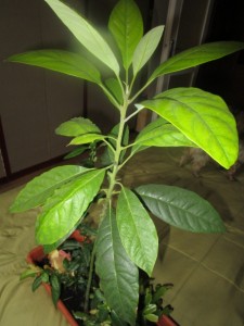 Avokádo, ako  izbová okrasná rastlina (fotopostup) - obrázok 6