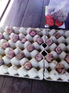 Sadenie gladiol do obalov od vajec (fotopostup) - obrázok 2