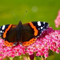 Motýlia záhrada