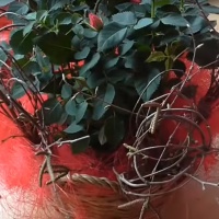Valentínska ikebana (videonávod)