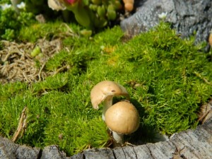 Mini záhrada v starom orechovom pni - obrázok 7