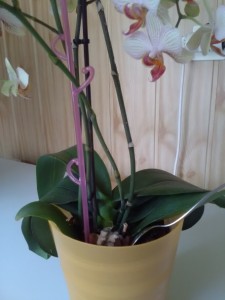 Aby orchidea krásne kvitla - obrázok 1