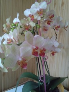 Aby orchidea krásne kvitla - obrázok 2