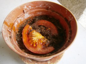 Ako dopestovať paradajkové planty (fotopostup) - obrázok 2