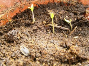 Ako dopestovať paradajkové planty (fotopostup) - obrázok 4