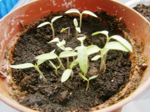 Ako dopestovať paradajkové planty (fotopostup) - obrázok 5