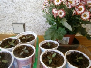 Ako dopestovať paradajkové planty (fotopostup) - obrázok 7