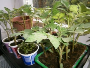 Ako dopestovať paradajkové planty (fotopostup) - obrázok 10