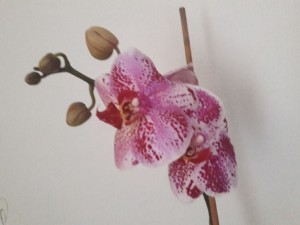 Ako zachrániť orchideu - obrázok 2
