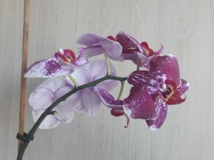 Ako zachrániť orchideu - obrázok 3