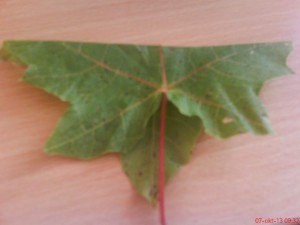 Kytička zo suchých listov (fotopostup) - obrázok 2