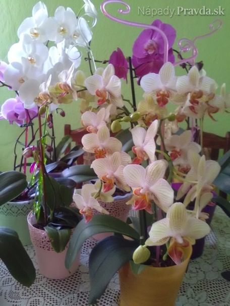 Aby orchidea krásne kvitla