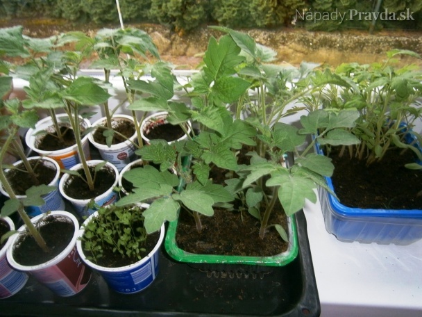 Ako dopestovať paradajkové planty (fotopostup)