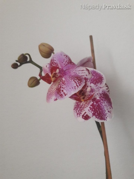Ako zachrániť orchideu